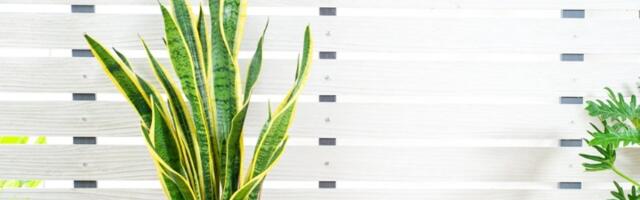 Svekrvin jezik: Gotovo neuništiva biljka koja osvežava vazduh u domu