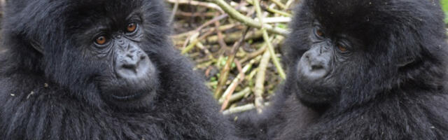 Конго: рођени ретки близанци планинских горила