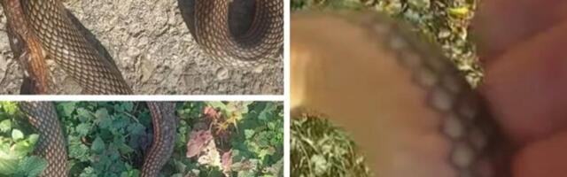 AKO ZMIJA KRENE KA VAMA, URADITE OVAJ POTEZ NOGOM I SPASIĆETE SE: Od toga beži kao đavo od krsta