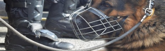 PSI ZALAJALI NA VOZILO HITNE POMOĆI, POLICIJA NAREDILA PRETRES! U Italiji zaplenjena droga u vrednosti od 300.000 evra!