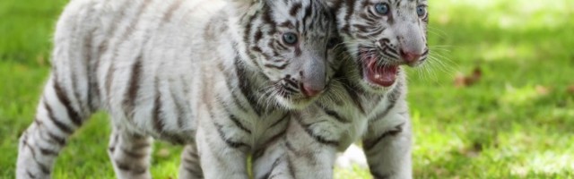 Beli tigar rođen na Kubi: Mladunče daje nadu za opstanak vrste