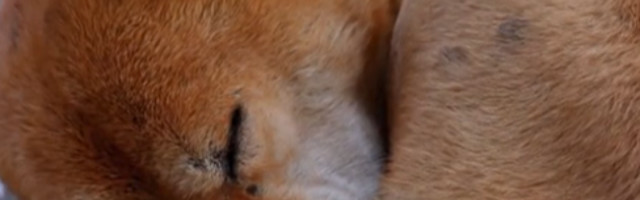 Pas star 18.000 godina pronađen smrznut i očuvan u Sibiru: Naučnici ostalo u šoku nakon ovoga!