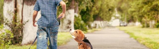 Deca smislila biznis: Lako i plemenito do lepe zarade (FOTO)