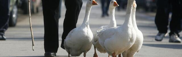 Mikloš je čuvar vojvođanske tradicije koja nestaje: Život je posvetio guščarstvu i svojim jatima