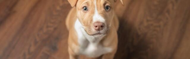 Internet poludeo zbog Lili: Psić iz azila postao zvezda mreža - i ona ima svoju jutarnju rutinu (VIDEO)