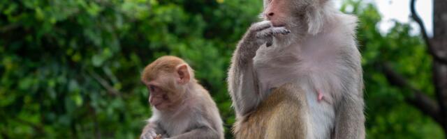 Turisti ih hrane čipsom, a oni se leče OVAKO: Neobično ponašanje gibraltarskih makakija oduševilo naučnike