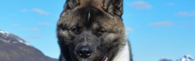 OPREZ, OPREZ! Ovu kuću čuva zver! (Video)