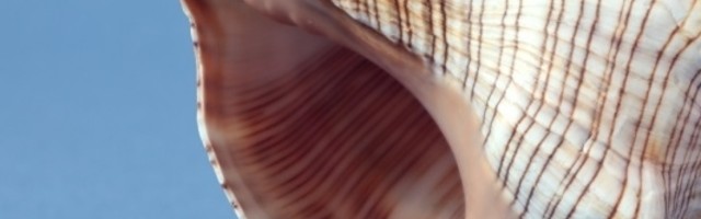 Slušajte zvuk muzičkog instrumenta stvoren od školjke stare 17.000 godina (VIDEO)