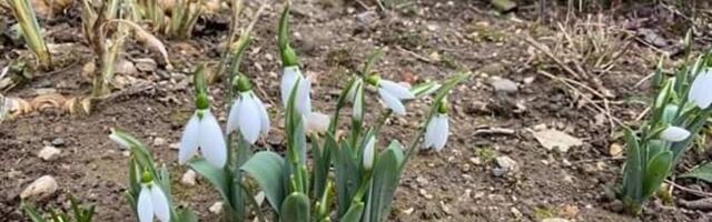Природа се збунила: У Чачку процветала висибаба у јануару
