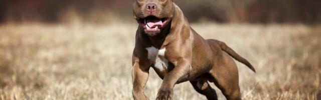 Top 10 najagresivnijih rasa pasa - Bićete šokirani listom, jedan je IZNENADIO SVE