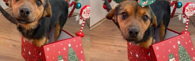 KO MOŽE ODELETI OVIM OKICAMA? Neverovatna akcija Zoohigijene Leskovac: Udomi, ne kupuj - a praznici su pravo vreme za to! (FOTO)