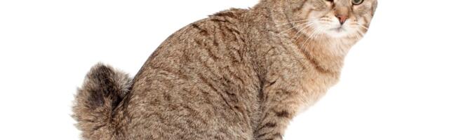 Fascinantno poreklo piksi boba: Kako je od 23 kratkorepe mačke stvorena rasa sa čak sedam prstiju