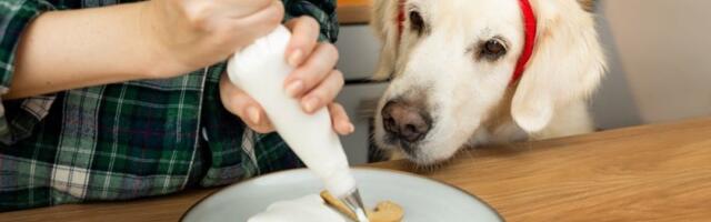 Božićna gozba za pse: Šta vaš ljubimac sme, a šta nikako ne sme da jede