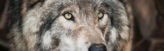 Студија из Беча: вукови се више не боје и постају станари градова