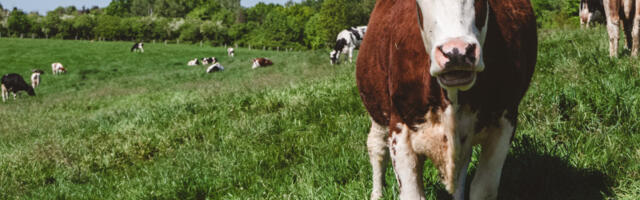 U kravama se krije blago skuplje od zlata: Pomama među stočarima, razbojnici upadaju na imanja