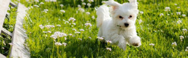 Nesvakidašnji incident u Zrenjaninu: Vlasnici odbili da ponesu ljubimca kući posle šišanja