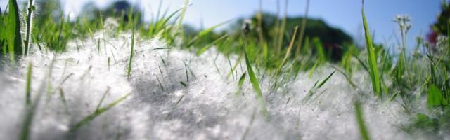 Povećava se koncentracija polena drvenastih biljaka, naročito breze i trave