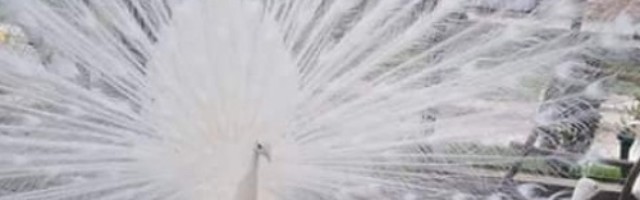 Ovde žive ptice raskošnog repa