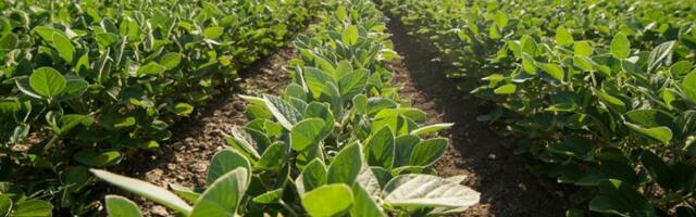 Baštovan otkrio recept: Zalijte povrće ovim rastvorom i uživajte u plodovima svog RADA (VIDEO)