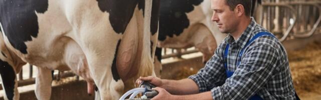 Mleko nikad jeftinije, krava sve manje: Farmeri za InfoKG odgovaraju da li je ovo kraj domaćeg mleka?