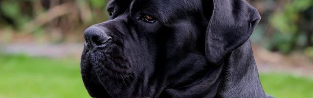 Ženu u Beogradu teško povredili njeni psi - zašto životinje napadaju svoje vlasnike?