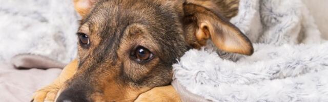 OVU GREŠKU prave skoro svi vlasnici kad ostavljaju psa samog, a može skupo da ih košta