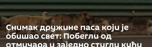 Снимак дружине паса који је обишао свет: Побегли од отмичара и заједно стигли кући  /видео/