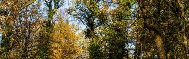 Kao iz dokumentarca: Zveri snimljene u sred bela dana u šumi na jugu Srbije, svi bruje o snimku