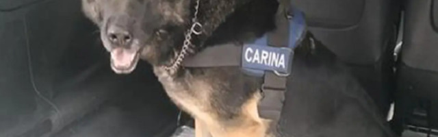 Došli su na granicu sa punim kolima, ali nisu očekivali da će ih čekati ona! Posle nekoliko sekundi bili su u zatvoru!