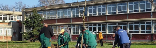 Zajedničko dvorište tri škole dobilo 30 stabala, za naredne dane najavljena sadnja 100 hrastova u Nišu