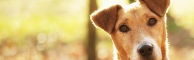 Šetnja psa po vrućinama može da se završi kobno: Stradaju im šape, a dolazi i do toplotnog udara!