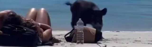 PAR RAZMENJIVAO NEŽNOSTI NA PLAŽI, A ONDA IM JE BANULA DIVLJA SVINJA! Usledila je URNEBESNA scena, a BESKRUPULOZNI kradljivac se dao u BEG! (VIDEO)
