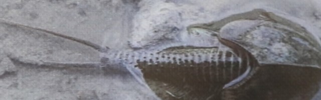 Pronađena životinja starija od dinosaurusa, ŽIVI FOSIL