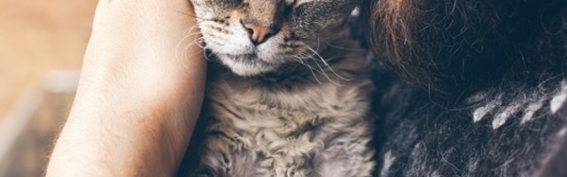 Kupili su mače za 6.000 evra, a nekoliko dana kasnije su završili u ZATVORU