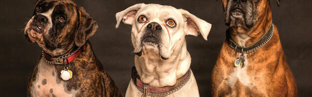 Klasične kompozicije pomažu psima i mačkama da se opuste