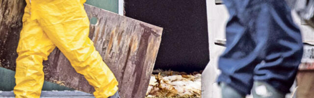 Прати се ситуација у Црној Гори, у Србији нема случајева птичјег грипа