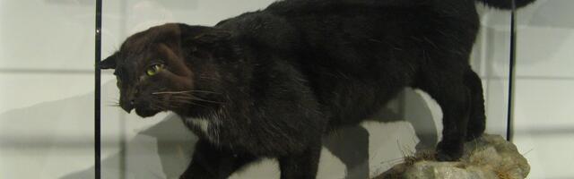 Fantomska mačka ili kriptid? Ne, KELAS je genetski potvrđen hibrid i stvarno biće iz škotskog gorja