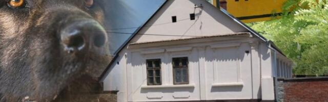 "HAPŠENJEM JE DODATNO PRODUBLJENA TRAGEDIJA!" Oglasio se advokat čoveka čiji su psi ubili ženu! Došla kod KUMOVA, šarplaninci je RASTRGLI!