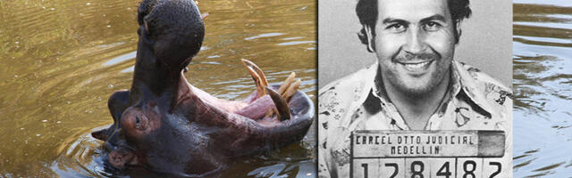 Kolumbija će eutanazirati desetine nilskih konja: Loše naslađe kralja kokaina Pabla Eskobara