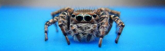 U vozu u Nemačkoj pronađeno 20 tarantula u paketima