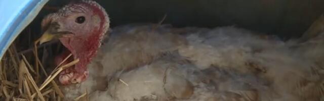 Gle čuda, ćuran umislio da je kokoška! Legao na jaja i ne mrda, nikom ne dopušta da mu priđe (FOTO)