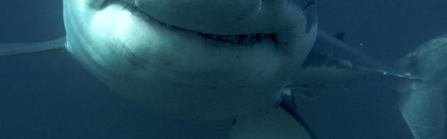 "Mislila je da je foka, sve je bilo puno krvi"