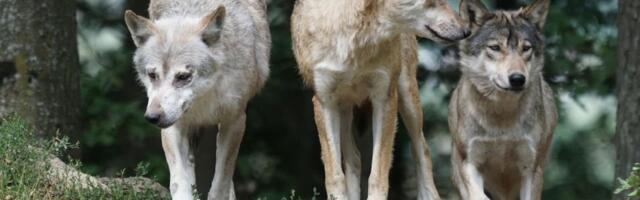 Britanski park divljih životinja uspavao ceo čopor vukova - objasnio zašto