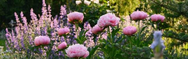 Simbol ljubavi i srećnog braka: Posadite ovaj majski cvet jednom, cvetaće vam decenijama