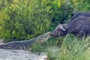 Корак уназад који спасава живот – игра живаца крокодила и бивола