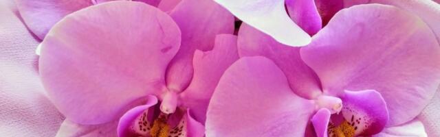 Kako da orhideja ponovo procveta? Tajna je u ovom rastvoru