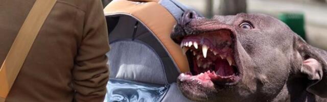 PIT BUL NAPAO ŽENU SA BEBOM U NARUČJU! Jeziva scena u dvorištu porodične kuće u Bečmenu: Poznat stepen povreda!