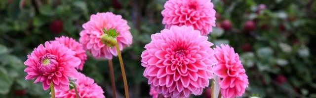 Ove lepotice posadite u oktobru, cvetaće cele jeseni: Sada je pravi trenutak u godini