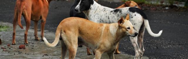 Čopor pasa uplašio učenika na putu do škole: Jeziva scena u Gotovuši