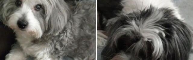 Retka rasa sa Madagaskara u Beogradu: Dva nerazdvojna 12-godišnja brata više nemaju dom